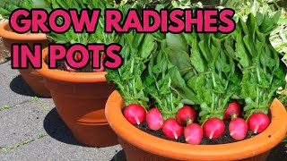 How to Grow Radishes in Pots  THE SIMPLE AND EASY WAY