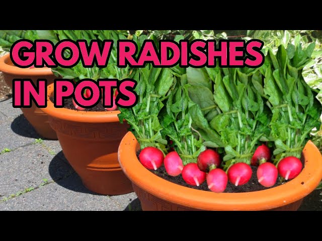 How to Grow Radish in a Pot?  