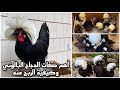 الدجاج البالوني او السلطاني 