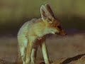 Documentary National Geographic Foxes Of The Kalahari