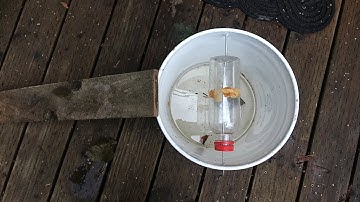 How To Make A Bucket Mouse Trap In Two Minutes - Collaboration