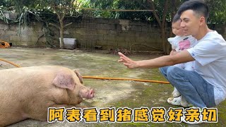 明天准备刹猪吃大餐，小语见猪又怕又想玩，辉辉赖哭小语又偷笑他