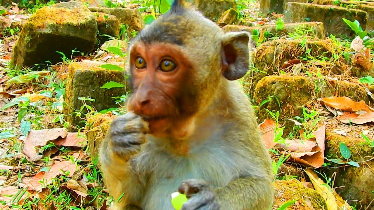 Feeding orphan girl Jessie / Monkey Post