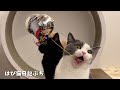 自分の誕生会でくす玉を割ろうとするビビが可愛すぎた🐱