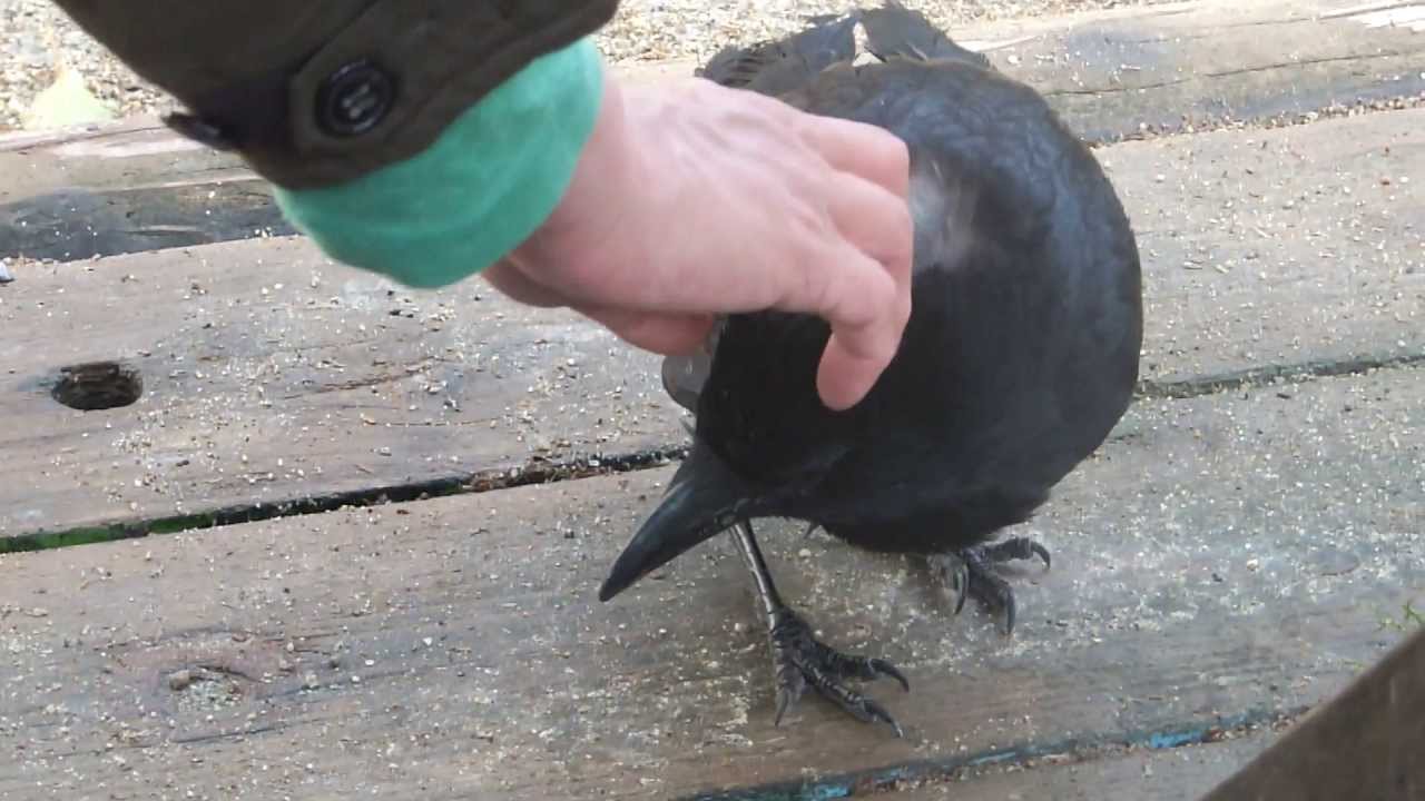 カラスの調教 Youtube カラスの調教 Youtube