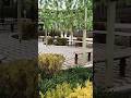My University's Flower -Karshi State Medical University#shortsviral #vlog #inspireneet #mbbsabroad