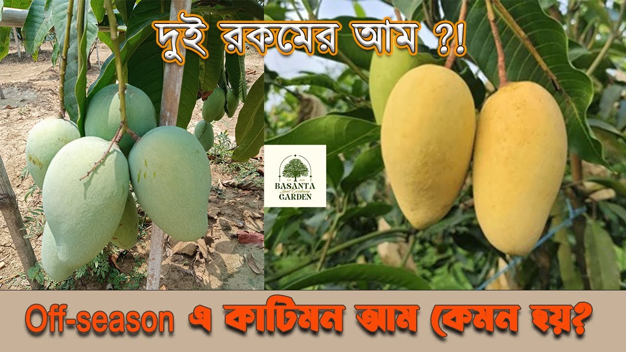 Best all time mango | 2 Katimon mango variety | সেরা বিদেশি আমের জাত কাটিমন  | #fruit #mango