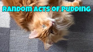 Random Acts of Pudding  Pudding’s always busy (episode 20)
