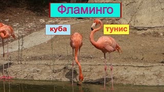 Фламинго Куба и Тунис. В природе и в неволе Фламинго Куба и Тунис. В природе и в неволе