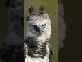 Harpy Eagle First Flight 🦅🔥 Leaving the Nest #shorts #harpyeagle #eagle #wildlife #flight #bird