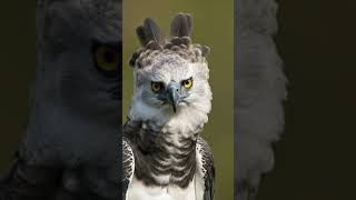 Harpy Eagle First Flight 🦅🔥 Leaving the Nest #shorts #harpyeagle #eagle #wildlife  #flight  #bird