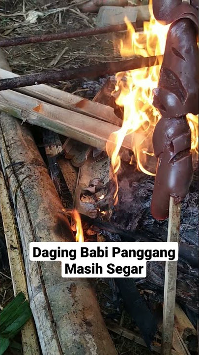 Bakar Daging Babi Panggang Masih Segar Tanpa Bumbu #toraja #dagingbabi