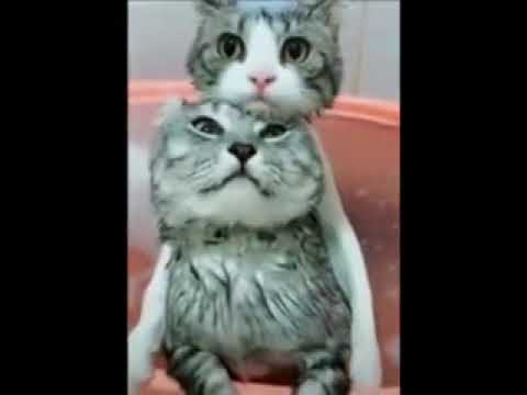これ、笑いこらえた人はすごいwwwww