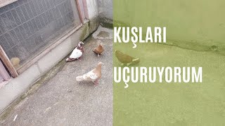 kuşlarımı uçurdum