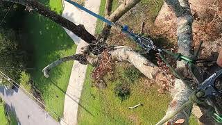 Limb Walking with the Rope Runner Pro - oak removal 