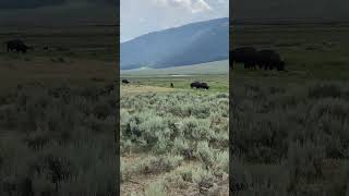 Bison On The Range - Yellowstone Park