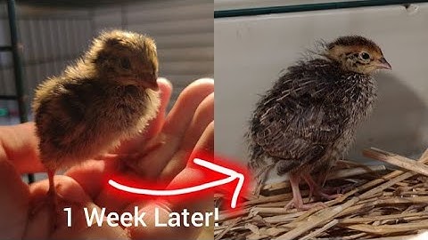 Getting Started with Coturnix Quails