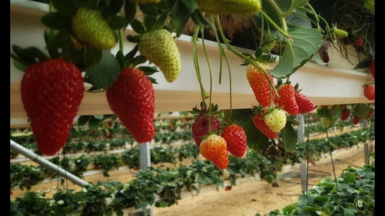 الحلقة الثانية من برنامج مشوار .. جولة في مزارع الفراولة شمال قطاع غزة