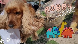 Walkies in Dinosaur'Istres with English Cocker Spaniel Robby