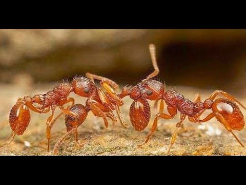 ماذا يحدث عندما تموت نملة سبحان الله What happens when you die ant Hallelujah