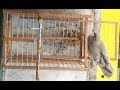 Bird catch with automatic double opening bird trap pampa