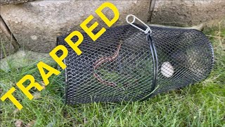 How to catch a snake