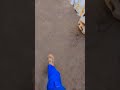 trending # ysl heels 👠  # trending # girls # shorts videos #