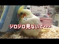 オカメインコの雛 きなこが自宅にやって来た!! 【お迎え初日】