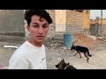 لقاء يؤدي الى ص ر ا ع قوي بين كلبي روك وكلب من عائلة لوسي