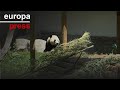 La nueva pareja joven de pandas gigantes, Jin Xi y Zhu Yu, llegan al Zoo de Madrid