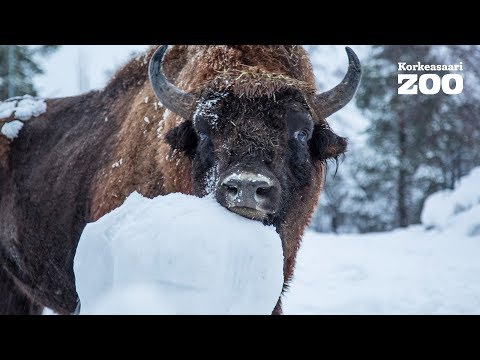 Video: Kuka on galaksin suojelijan pesukarhu?