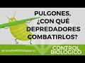 PULGONES, ¿CON QUÉ DEPREDADORES COMBATIRLOS? CONTROL BIOLÓGICO