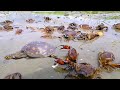 Best amazing technology crab catching  unique crabs  tortoise catching system  sp fishing world