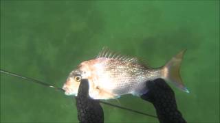 Spearfishing Victoria PPB