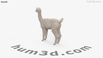 Alpaca 3D model by 3DModels.org