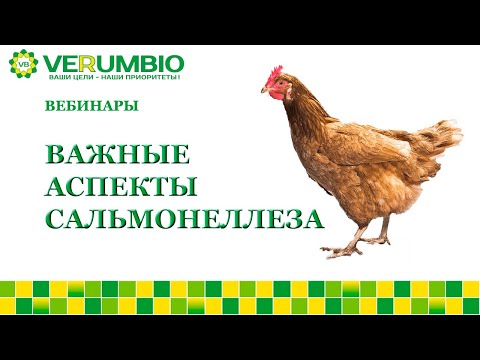 Видео: Где встречается больше всего серотипов сальмонеллы?