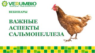 видео: Важные аспекты сальмонеллеза картинка: Важные аспекты сальмонеллеза