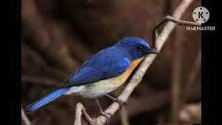 Tiếng chim Hồng hạnh mồi . Không lẫn tạp âm . Đã text rất hiệu quả