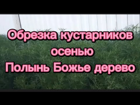 Видео: Как обрезать полынь?