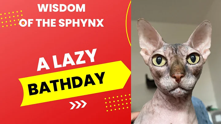 Video 1075641: sphynx bath, lazy sphynx, little cat bath