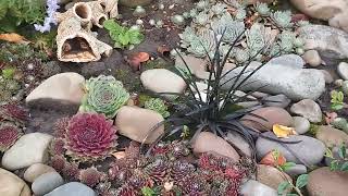 картинка: Трави 🌱 в моєму квітнику,назви,опис -все що знаю☺️
