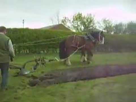 Horse Drawn Ploughing