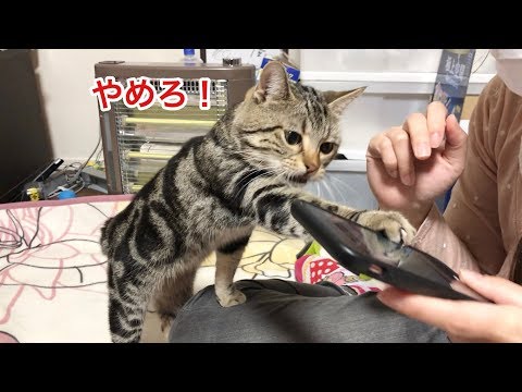 妹の好きな人とのLINEに嫉妬して全力で噛みついて怒られてしまった猫ｗ