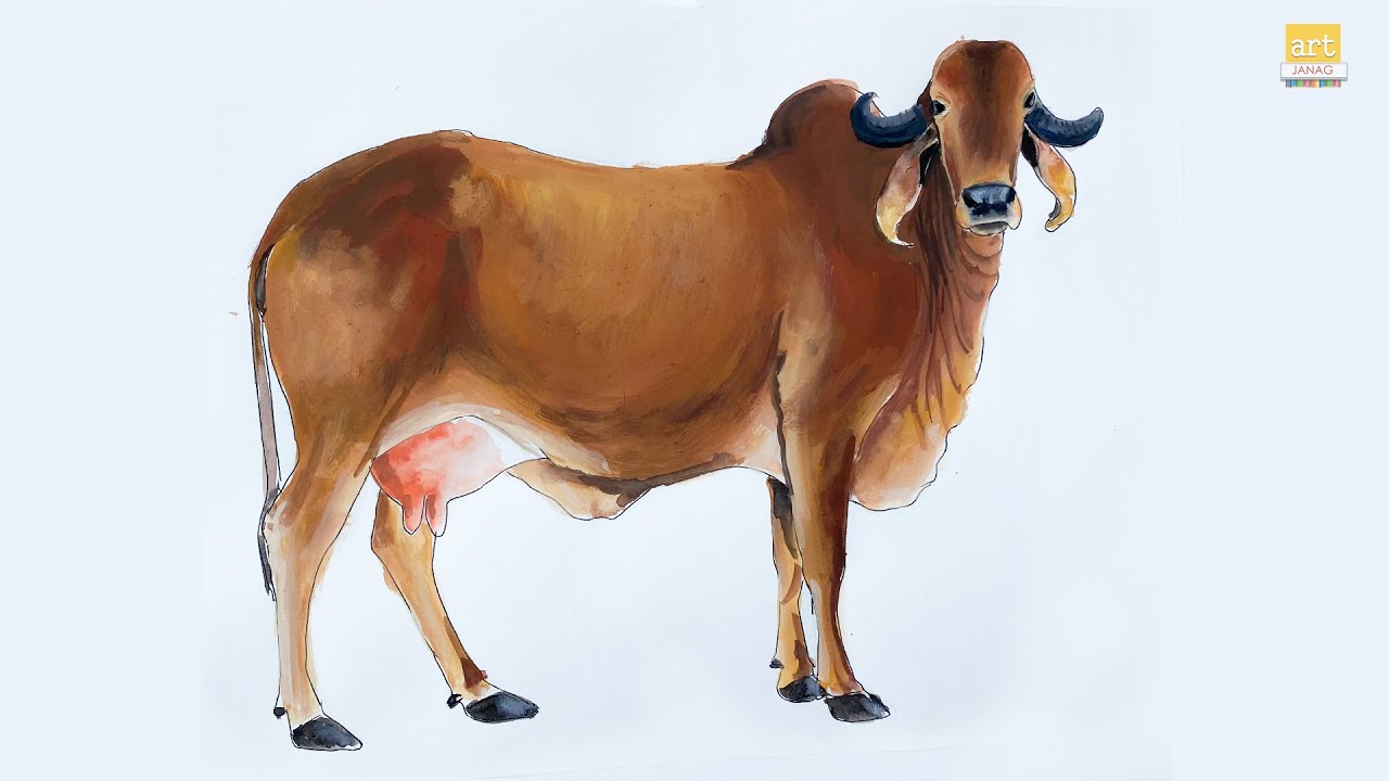 Red Sindhi Cow drawing / How to draw Red Sindhi Cow step by step ...