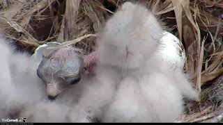 Third And Final Red-tailed Hawk Chick 