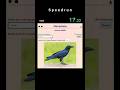 Animal 1004 Speedrun #metazooa #metazooaspeedrun #phylogeny #taxonomy #animal #biodiversity #zoology