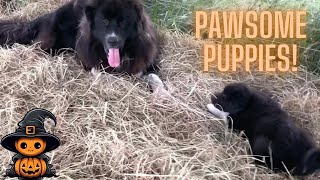 The Cutest Puppies ever! It's Puppy Playtime! Great Pyrenees Puppies Loving life! Watch them play! by DIY MY RURAL LIFE! 449 views 7 months ago 36 seconds