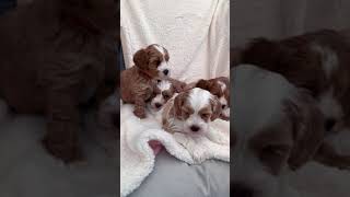 Cutie Australian Labradoodle puppies