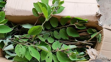 Bán cây thuốc an xoa A Thiện 0702567999