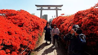 真っ赤に染まる参道